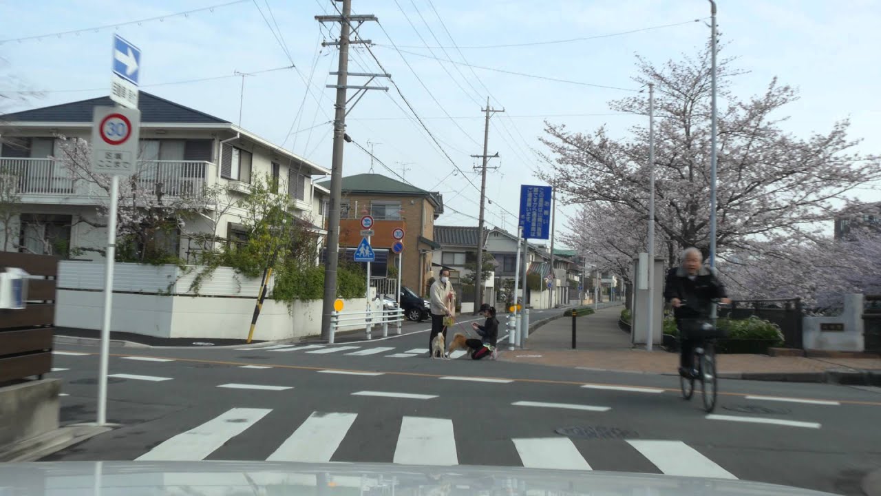 Nagoya Sakura cherry blossoms drive