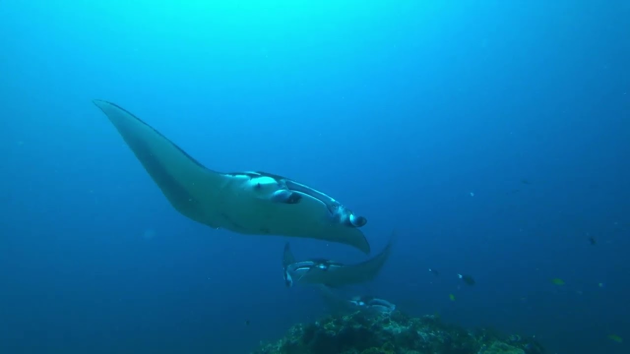 MOOFUSHI MANTA POINT WITH MR  BRETT