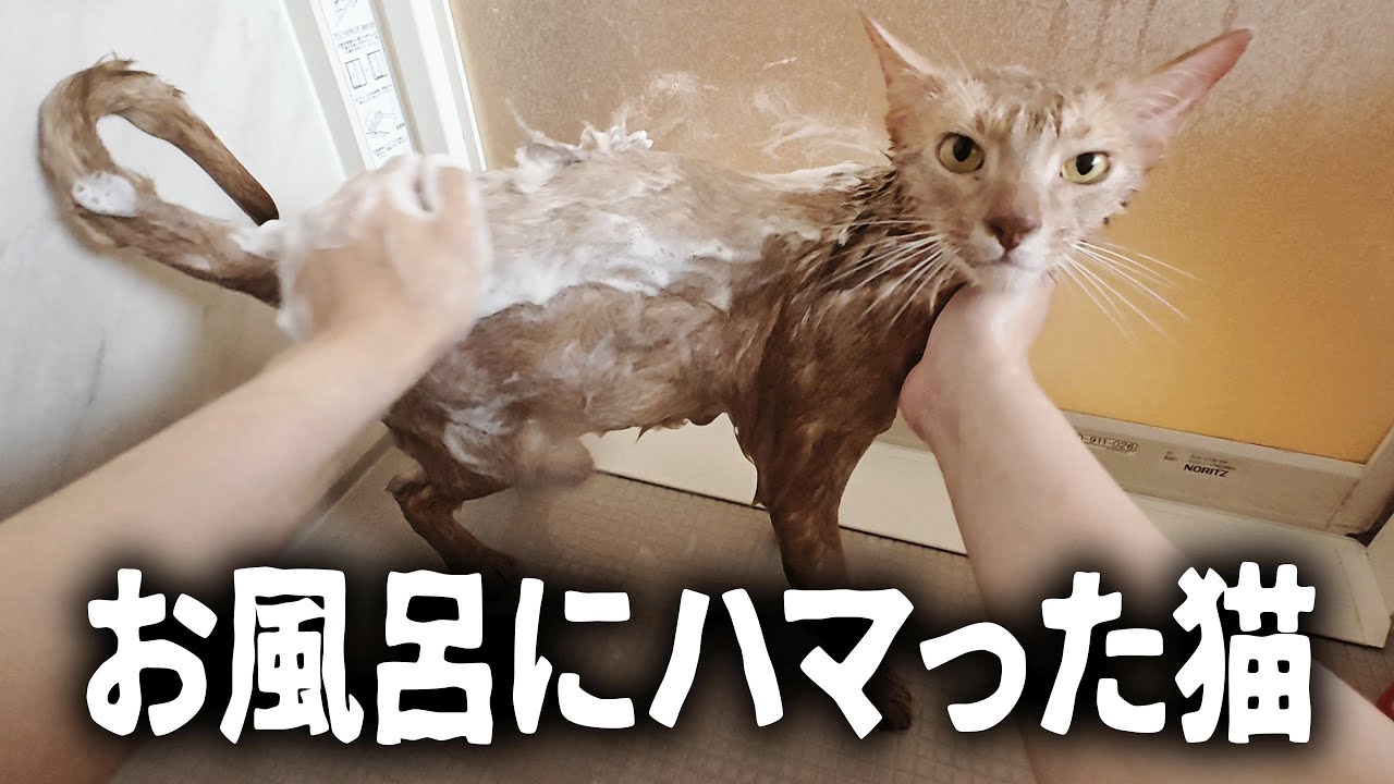 生まれて初めてのお風呂で、ハマった猫がこちらですｗｗ