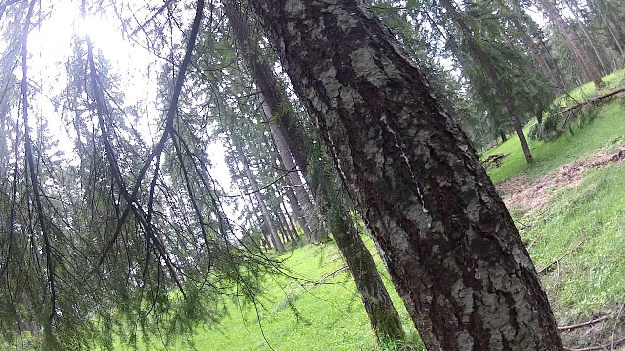 falling tree with sthil ms 170
