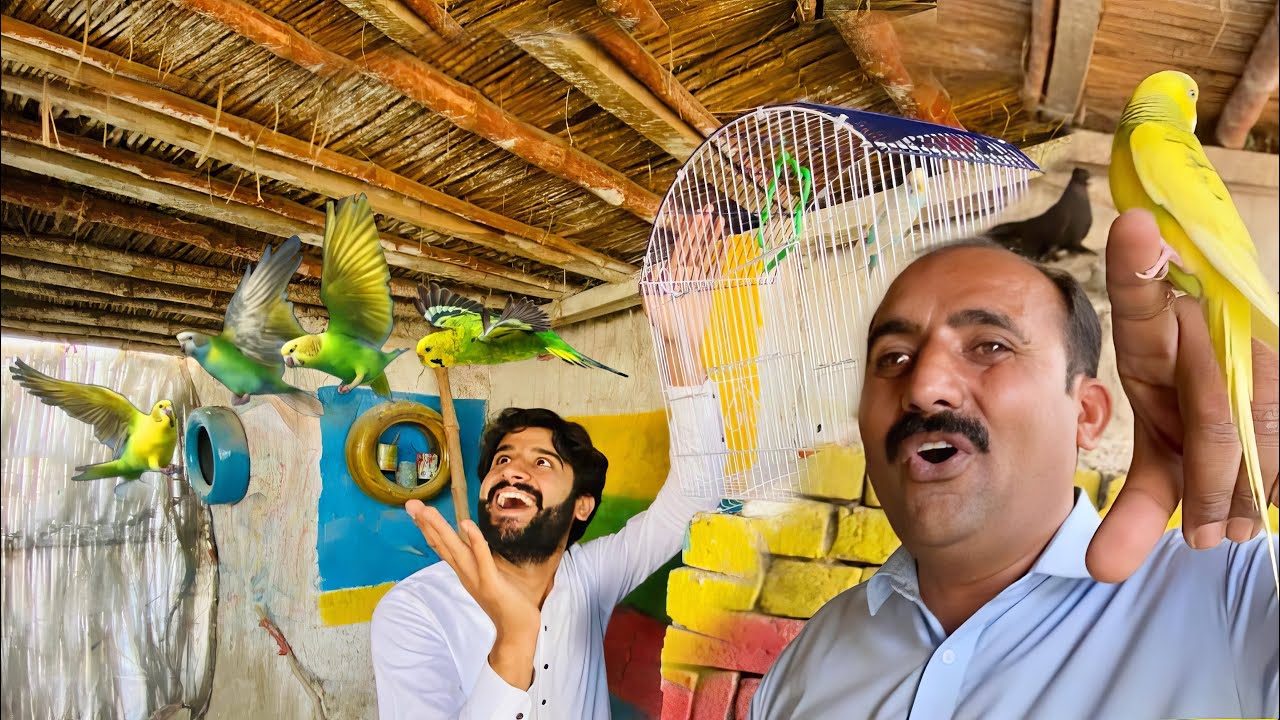Big House Main Budgies Chor Diya 😍 | Ak Budgie Handtame Nikli | Apna Dihat