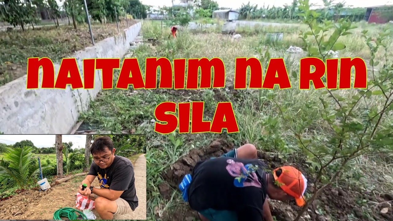 Magaan na ang pag didilig | Nakapag tanim na kami ng ibang fruit trees