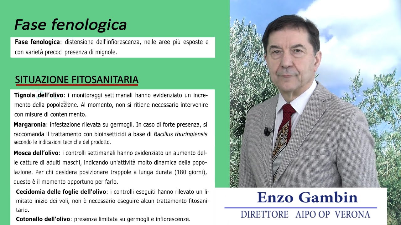 Periodico olivo 2 maggio 2025