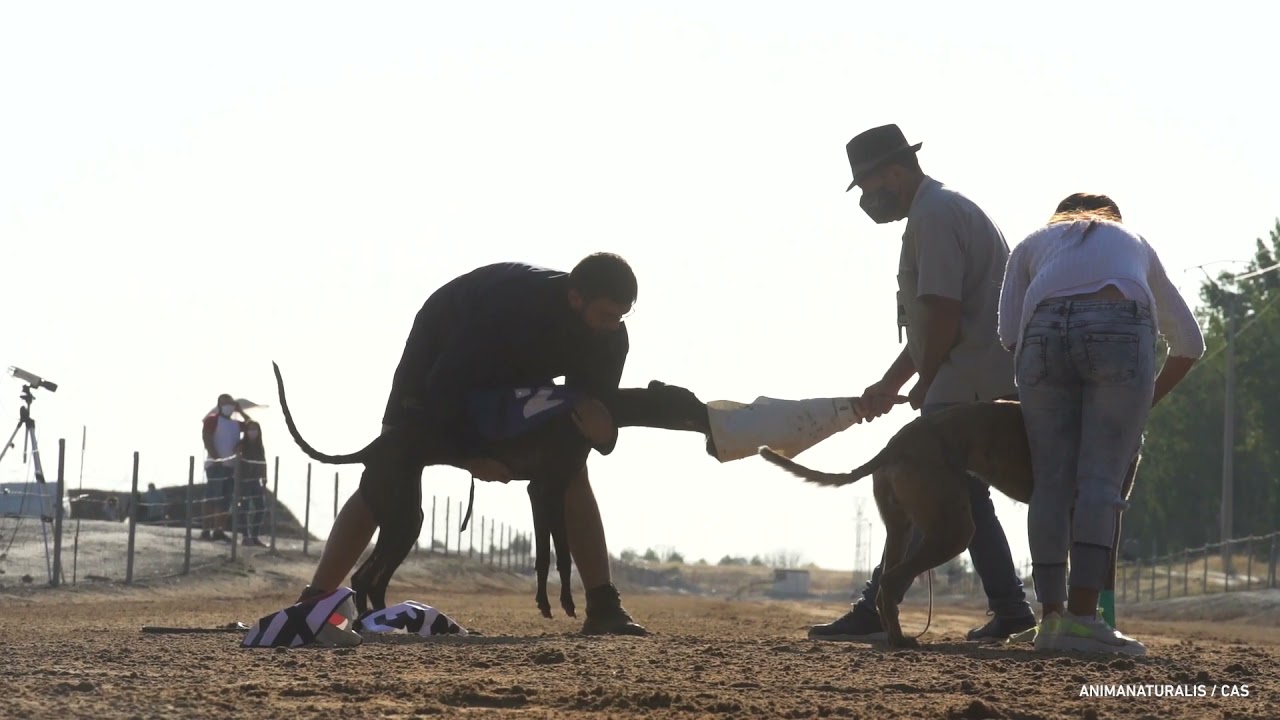 Así son las carreras de galgos en España (2)