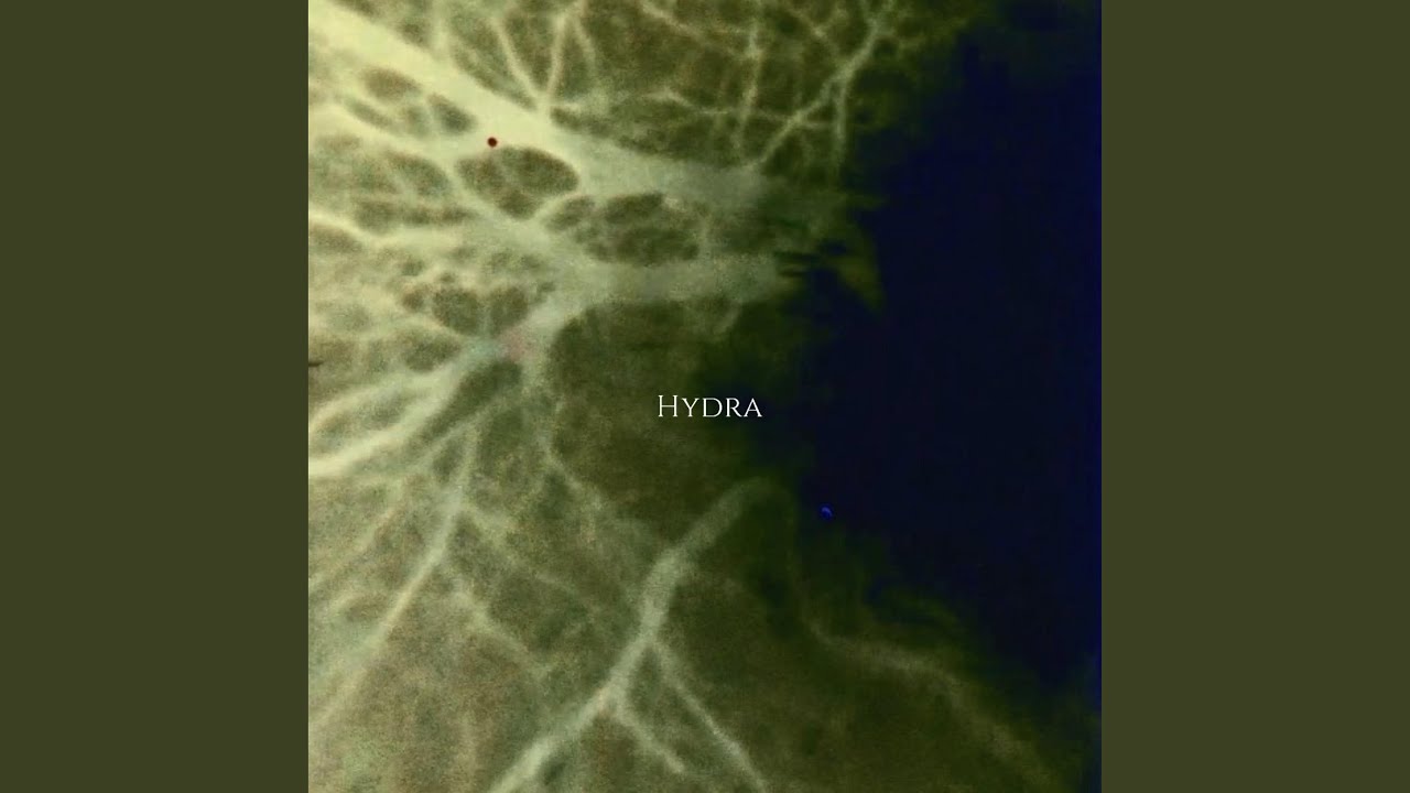 Hydra