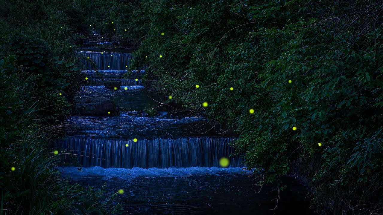 蛍の舞  dance of the fireflies 2014 (伊豆キャンプフィールドと清和県民の森のホタル)
