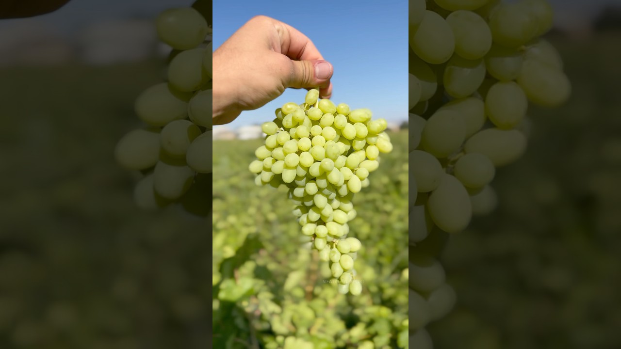 Кишмиш 2025 #сифатагроэкспорт #fruit #export #food #uzbekistan