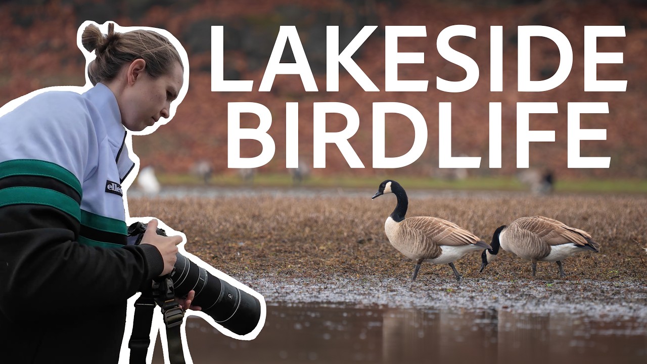Weekend Escape: Bird Photography Around the Lake