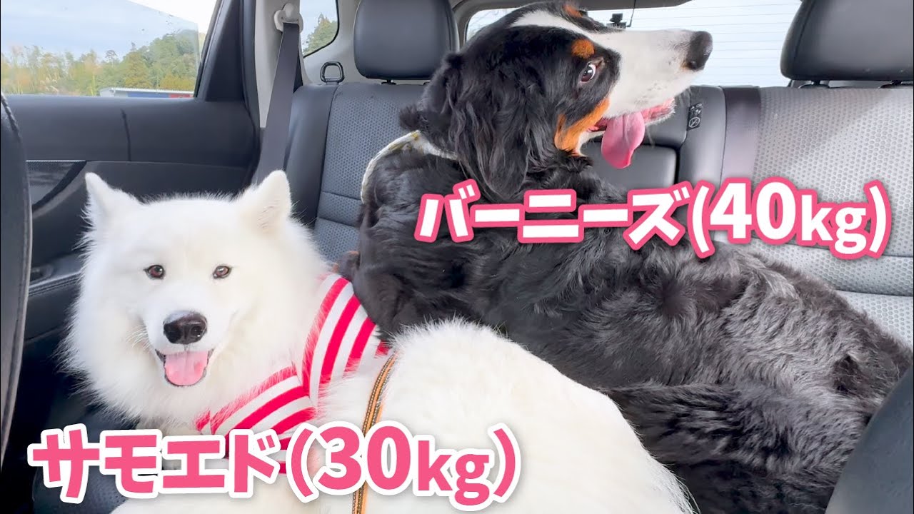 どんなに狭くても大好きなお友達とはべったりな大型犬コンビがこちらです【サモエド、バーニーズマウンテンドッグ】