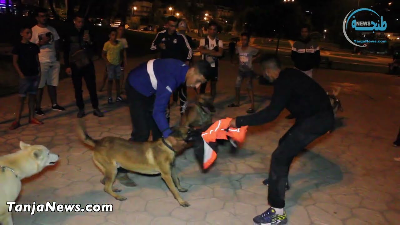 شباب من طنجة مولوعين بتربية الكلاب يطالبون بتوفير أماكن لممارسة هوايتهم