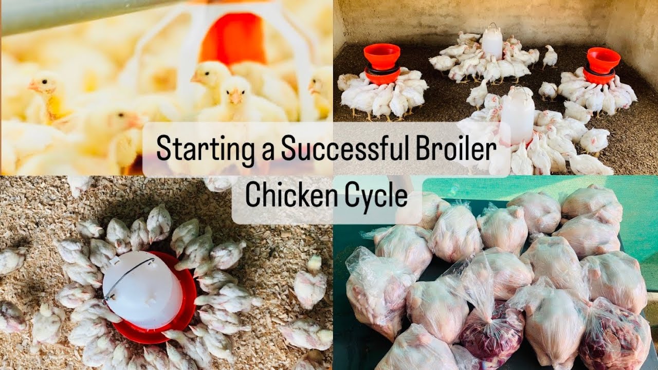 Day 0 : Mastering the Art of Brooding Day-Old Chicks & Launching a Successful Broiler Chicken Cycle