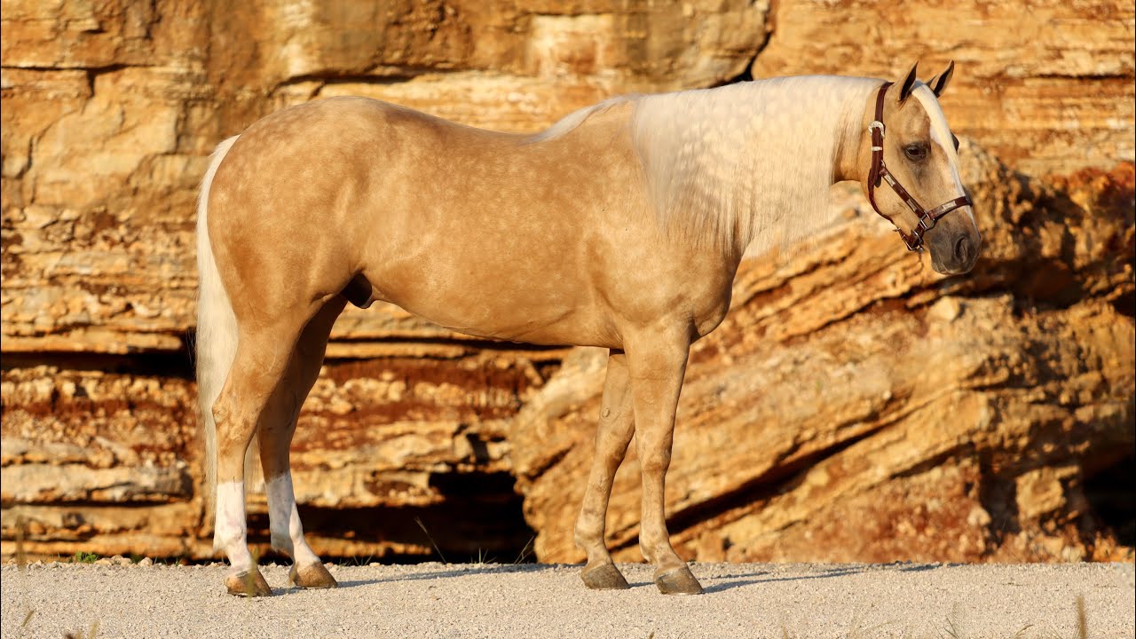 Lot# 40  BIG SKY ENTERPRISE  Offered By Heartland Equine @ The SoCal Premier Horse Sale