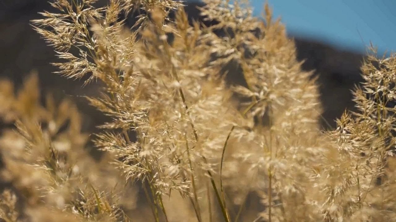 Gentle Wind Through Tall Grass | Calm Nature Sounds for Relaxation (8 Hours)