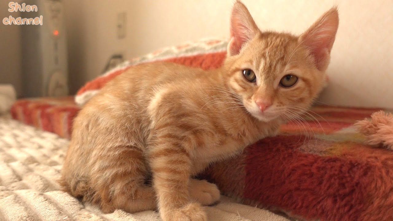 朝が苦手な子猫を起こしに行ったらこうなりました…