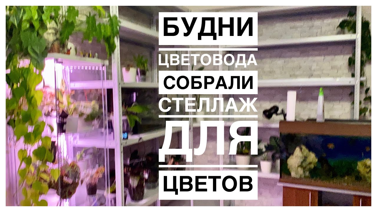 Мой новый стеллаж (черновой вариант) | Будни цветовода | 26-27.07.2022г.