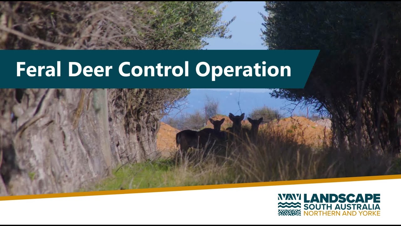 Feral Deer Control Operation