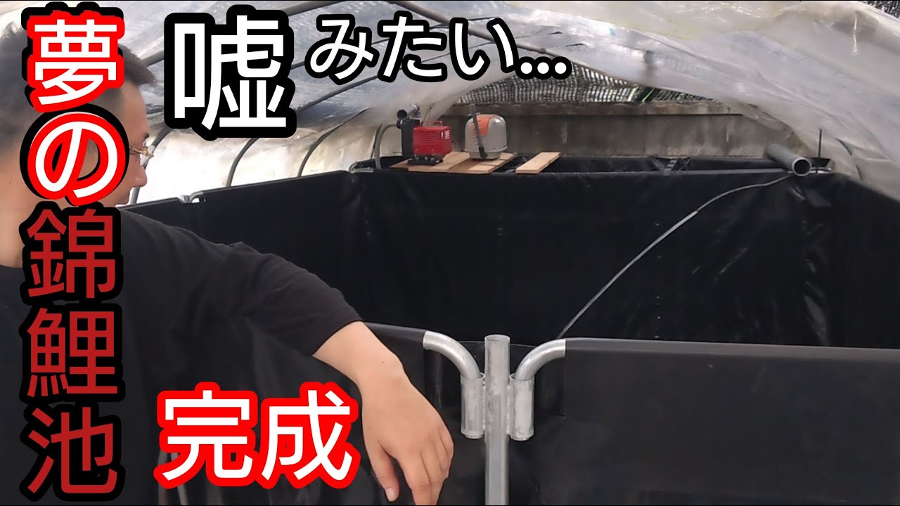夢の錦鯉７㌧池【嘘みたいなのが…】池完成しました！　　#Koi  #錦鯉  #アクアリウム　#diy  #池作り　#養殖