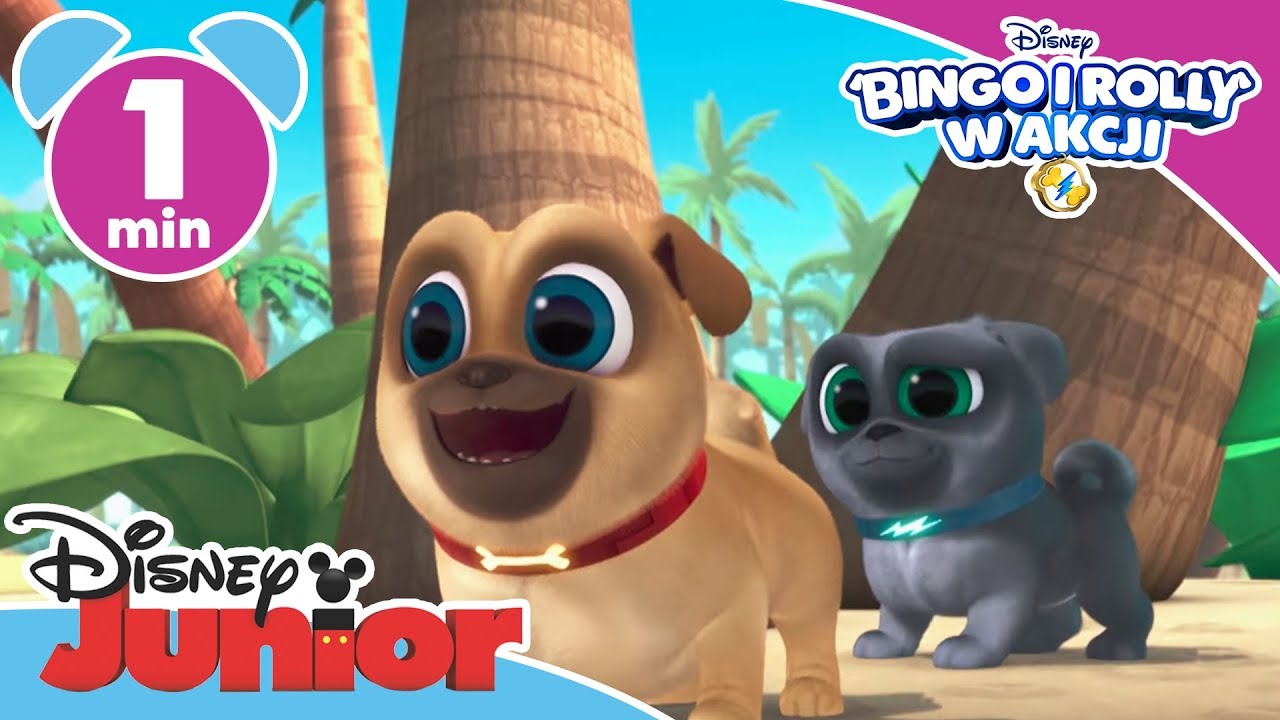 Bingo i Rolly w akcji - nowe odcinki o 16:30!
