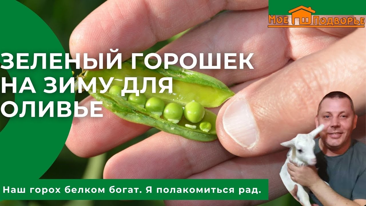 Как консервировать зеленый горох на зиму? 