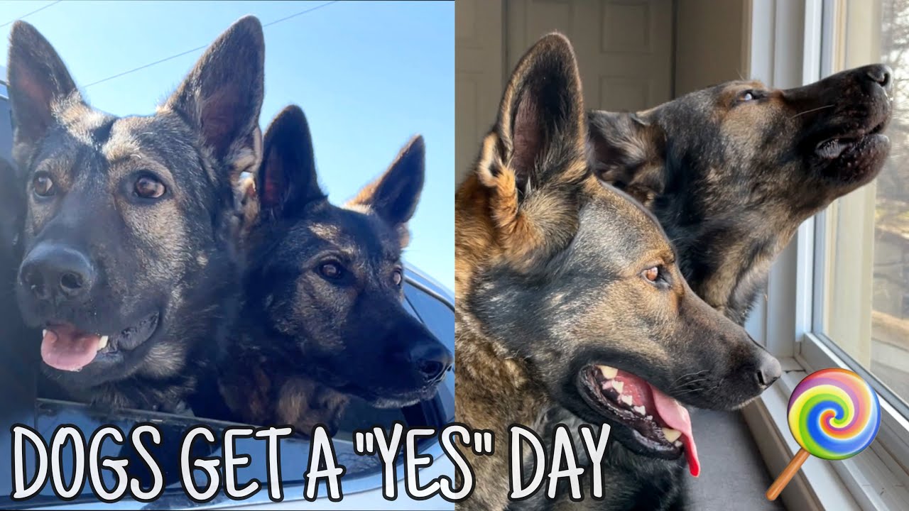 Giving My German Shepherds A YES DAY!