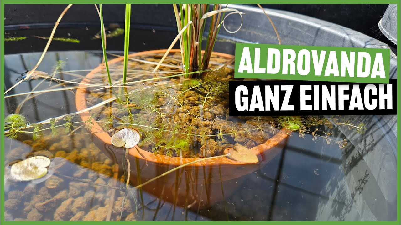 So baust du dir deinen eigenen Wasserfallen-Kübel 🪴 | Altrovanda Tutorial #309
