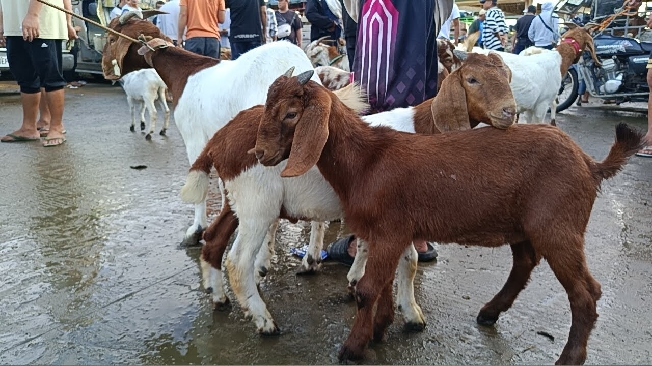 Dagsa ang mga Binibentang kambing Bago pumasko! Padre Garcia Batangas..