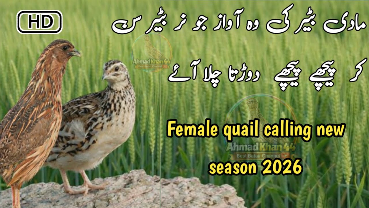 Madi Batair Morning Call – (Early morning female quail sounds) Madi Batair Ki  Awaz