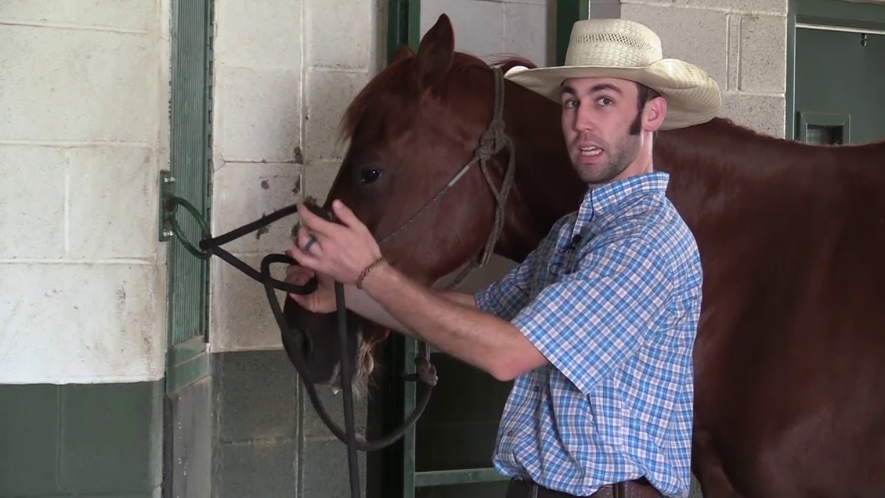 How to Safely Tie & Prepare Your Horse to be Tied | Horse Training