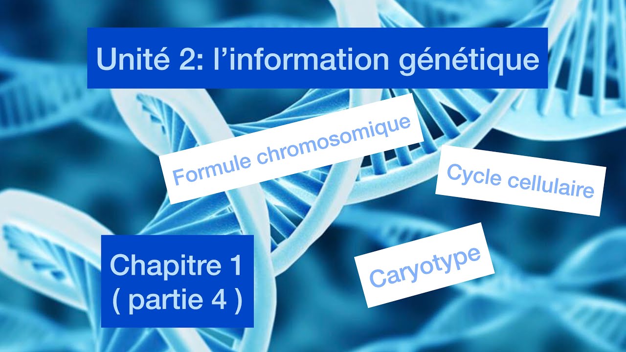 Unité 2: l’information génétique et sin mécanisme d’expression/ chapitre 1 ( partie 4)
