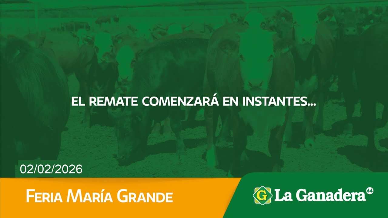 Remate de Hacienda Coop. LA GANADERA -  María Grande.  Lunes 2 de Febrero de 2026.