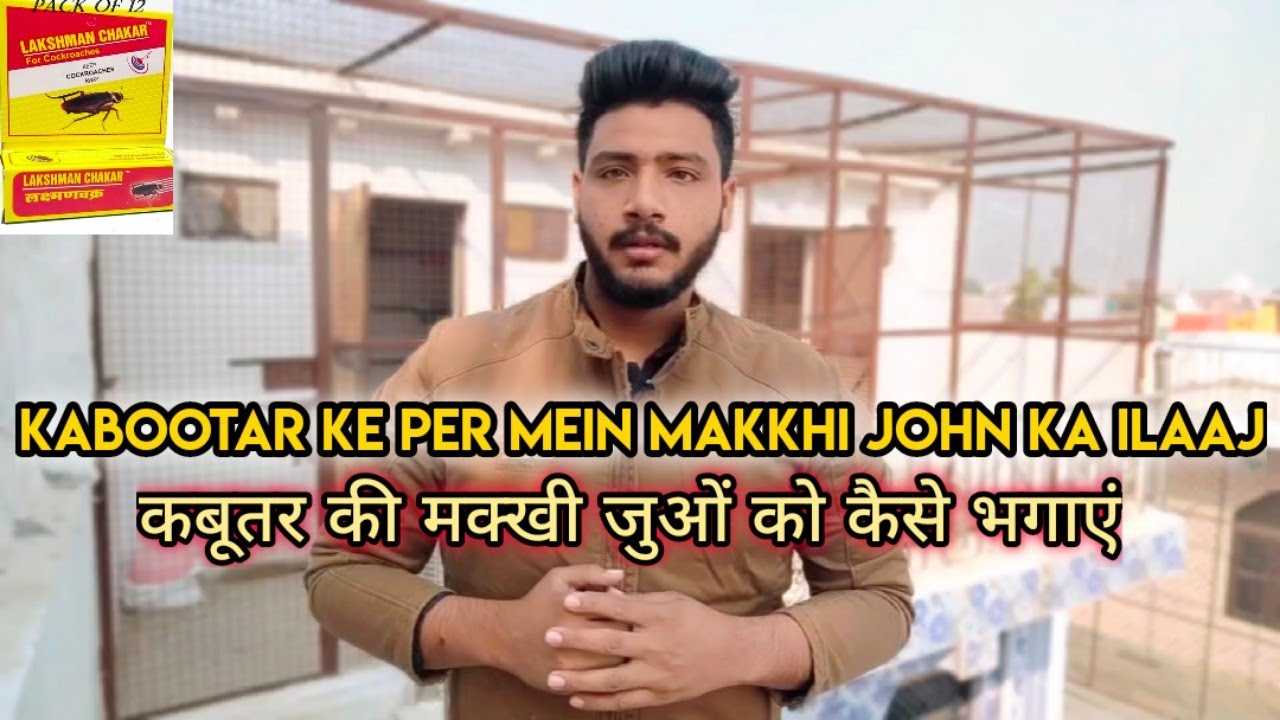 KABOOTAR KI JUN MAKKHI KA 100% ILAAJ ( KABOOTARBAZI )