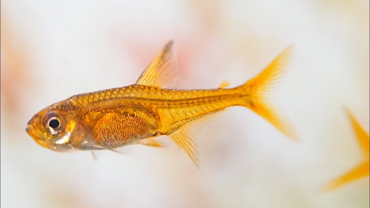 Life in the planted aquarium - ember tetras, plants and red cherry shrimp