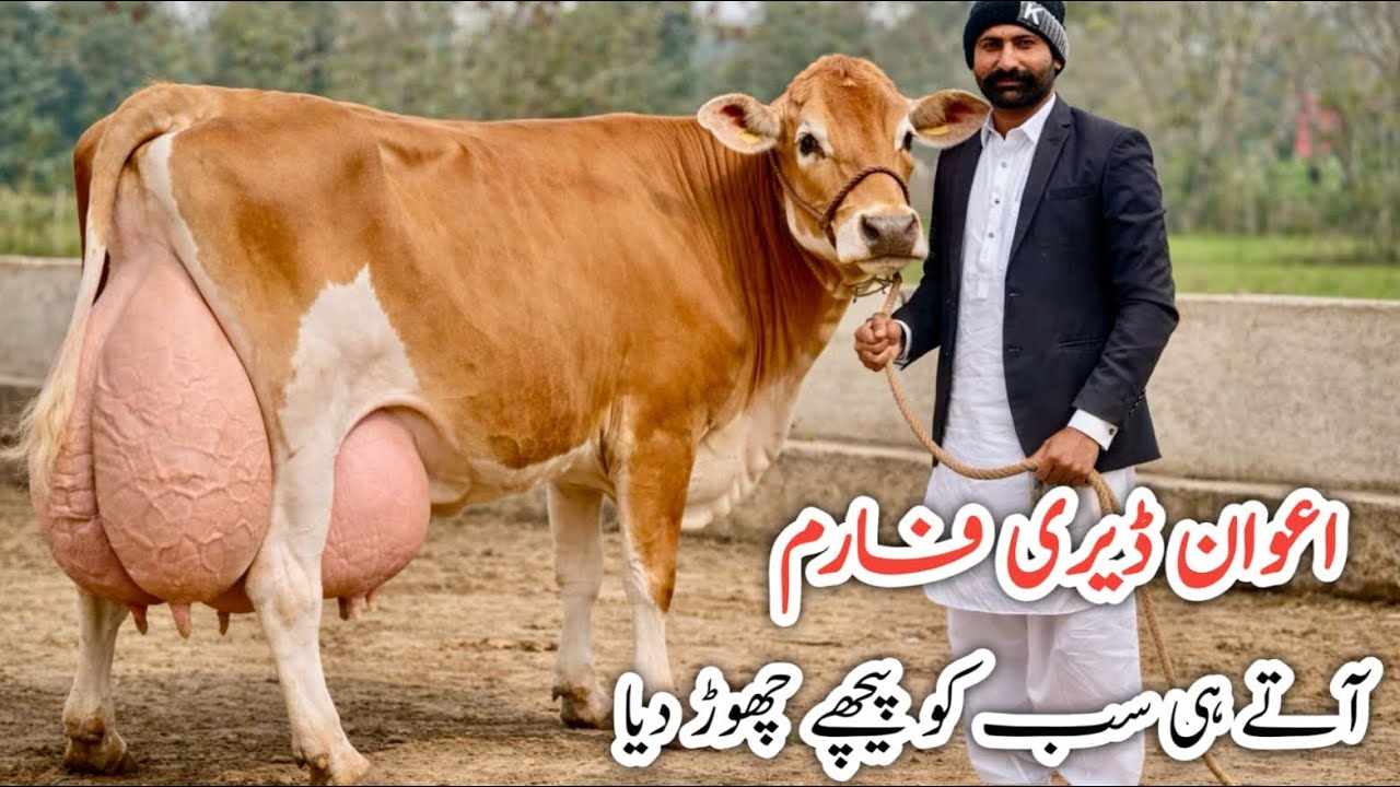 Awan Dairy Farm | Big Udder Imported Cow | High Milk Production | Cows for Sale 2026