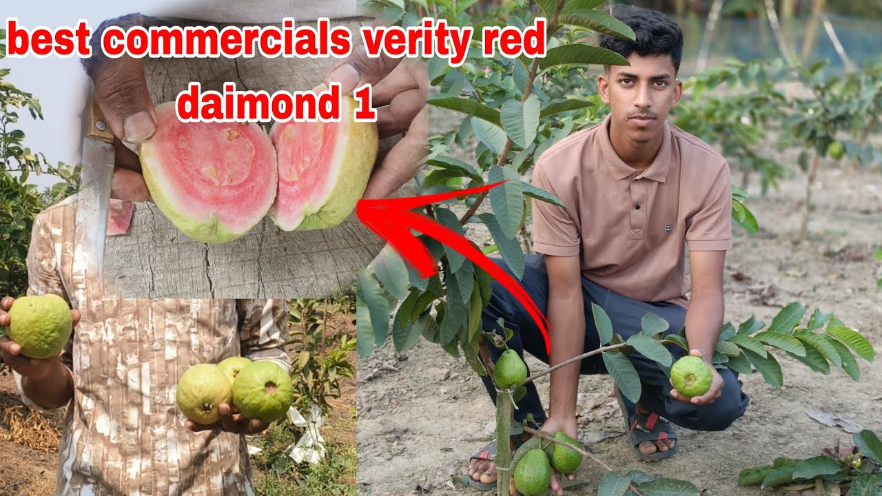 India ka best commercials verity red daimond 1 । A2Z jankari। Contact 7478411841#farming 