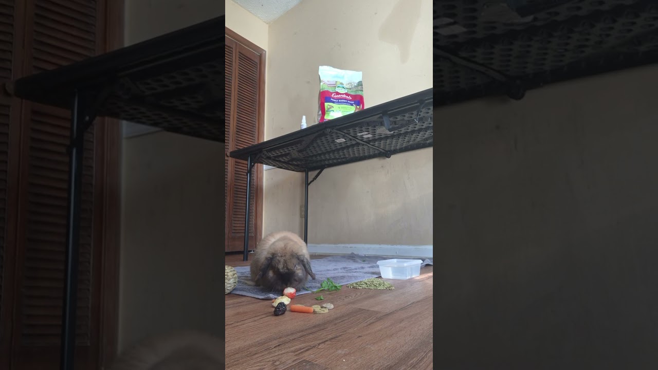 Master Flopsies munching on his fruit and i need to eat my boiled eggs.