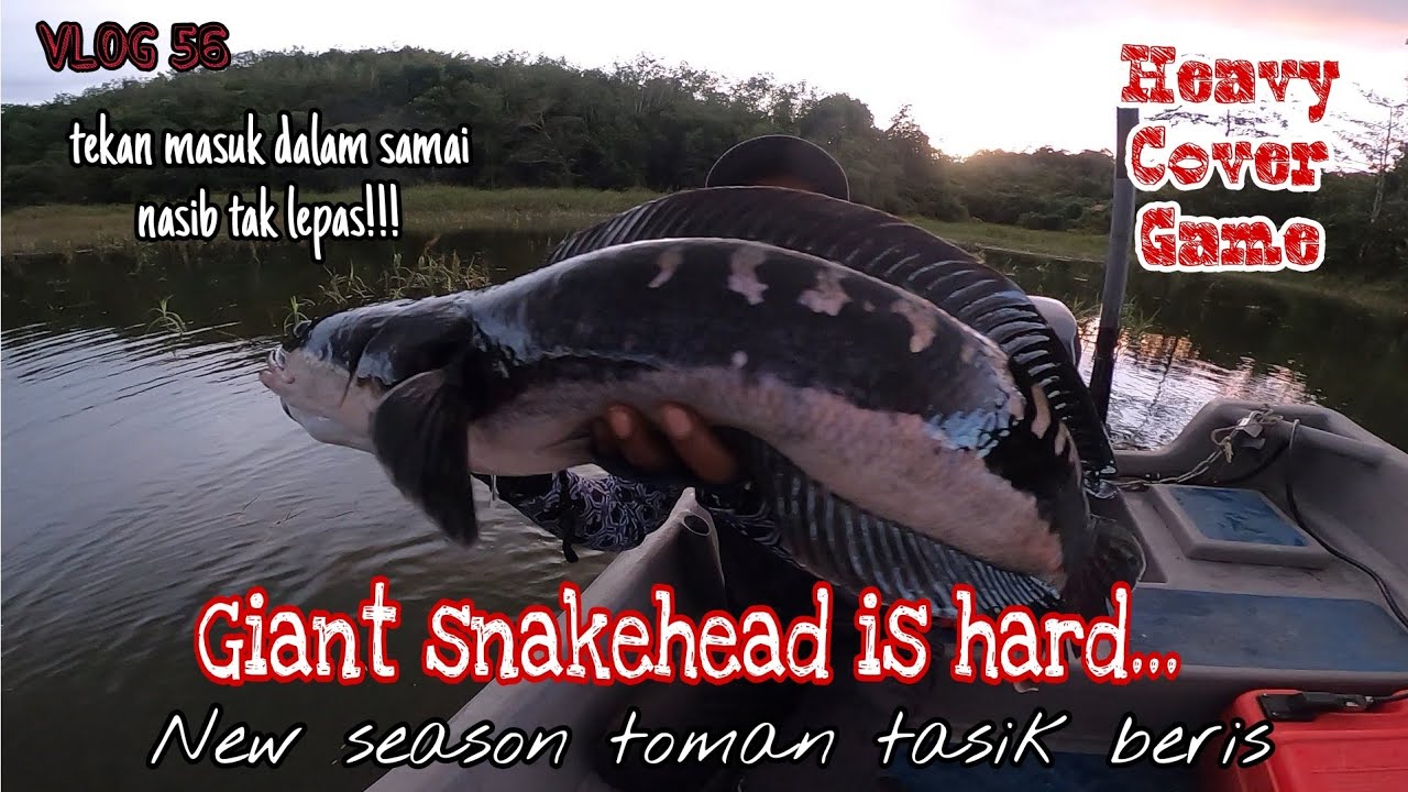 Toman tasik beris//heavy cover game @AnasFishingZone