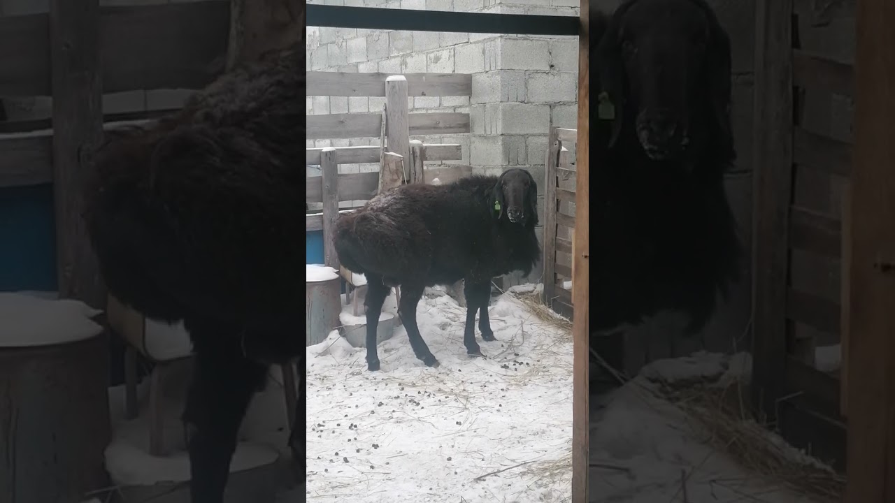 Гиссарский баран производитель по кличке Великан