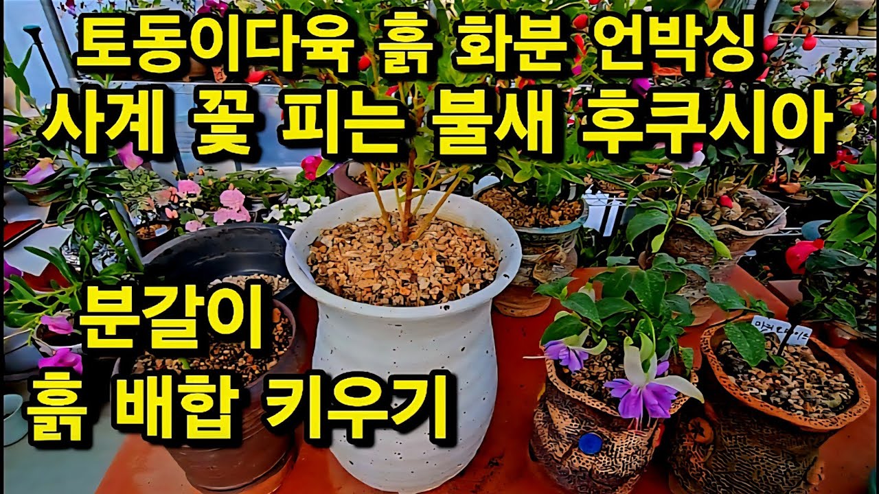 #토동다육 화분 흙 언박싱 #후쿠시아 #불새 #분갈이 #흙배합 키우기