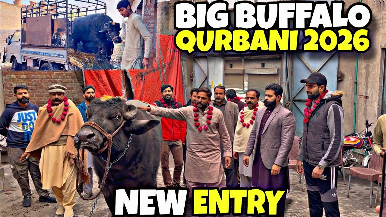 NEW ENTRY BIG BUFFALO FOR QURBANI 2026 🐂 
