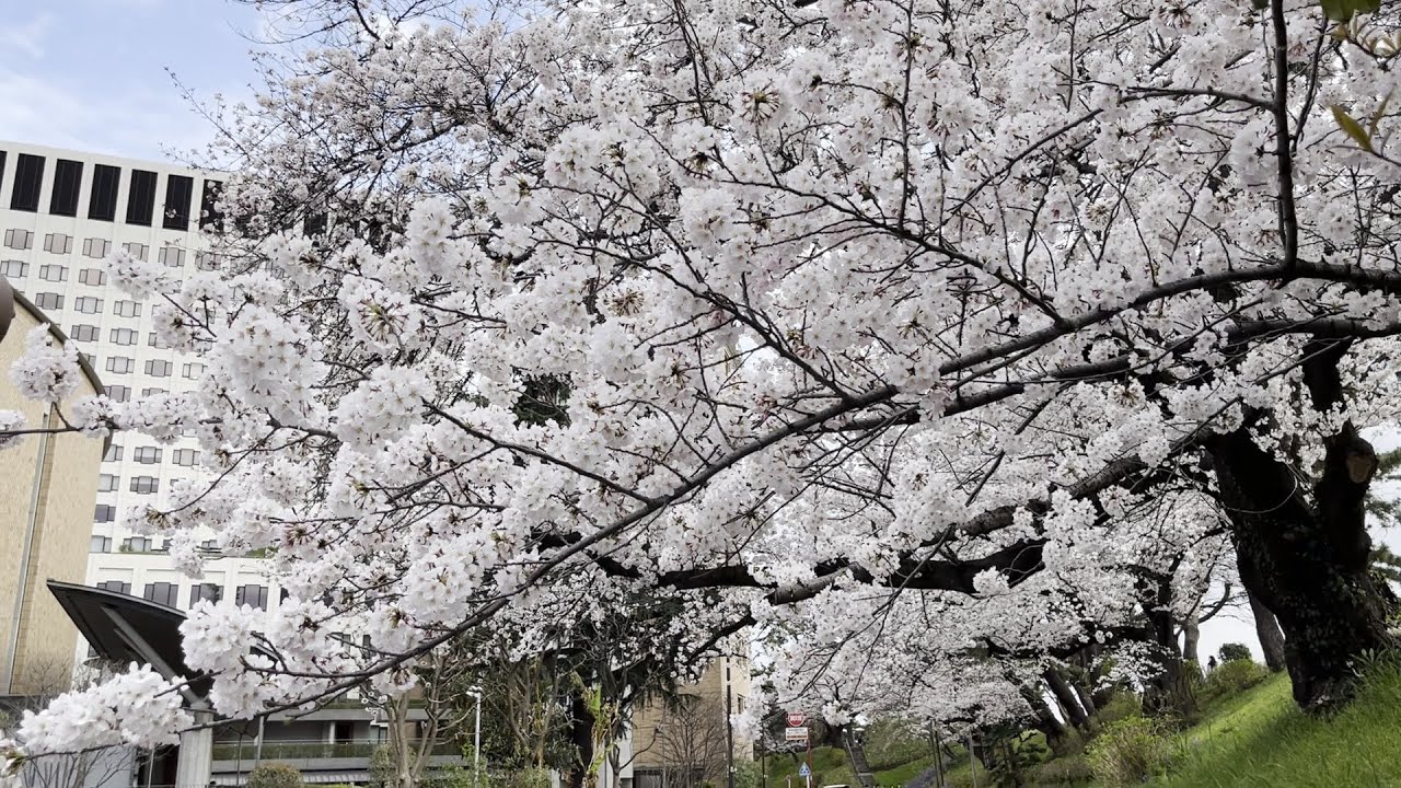 Sophia University 🏫🌸Cherry Blossoms in Japan