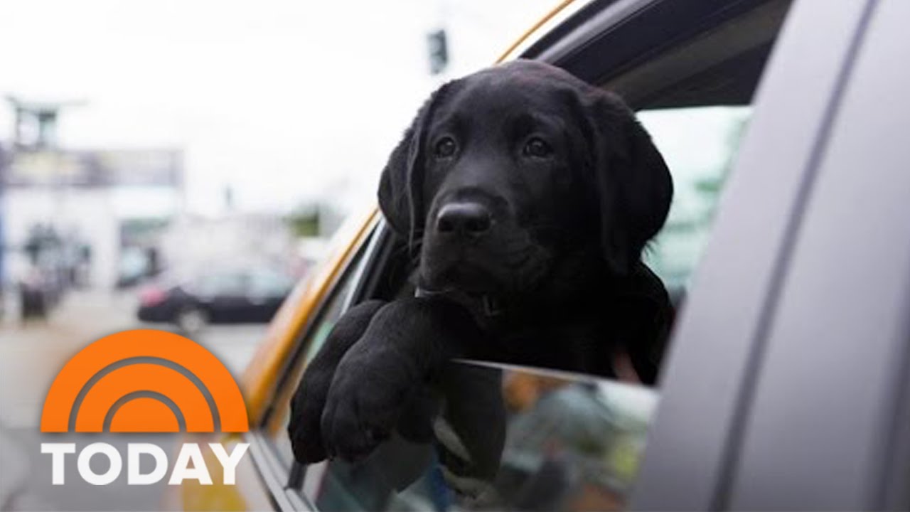 First Taxi Ride, Growing Quickly: Catching Up With TODAY’s Puppy With A Purpose | TODAY