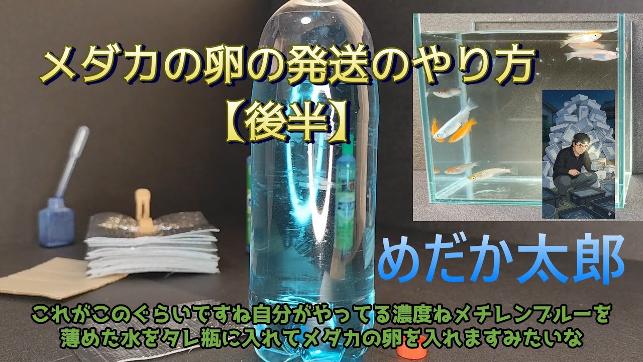 【保存版】メダカの卵の発送のやり方【後半】