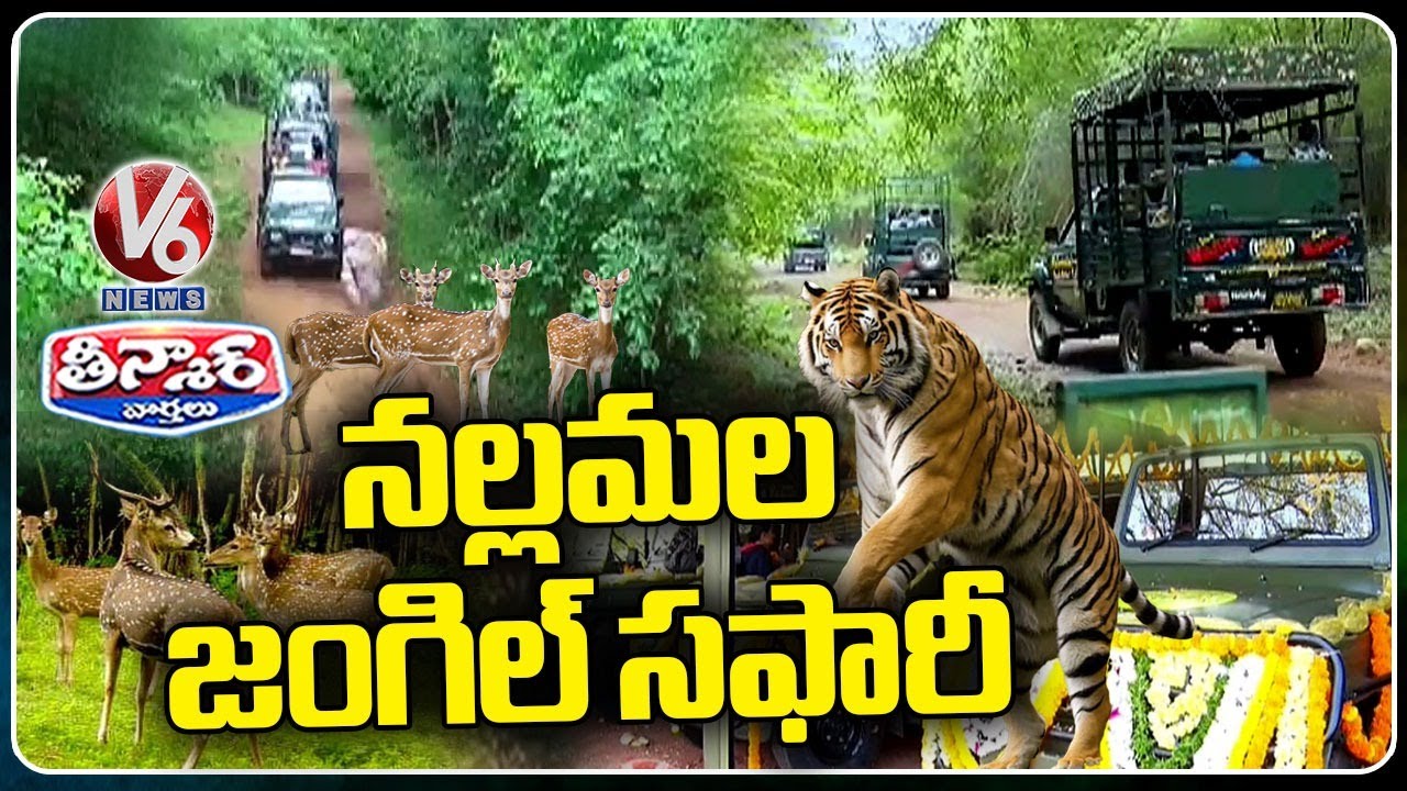 Jungle Safari Begins In Amrabad Tiger Reserve | Nallamala Forest | V6 Weekend Teenmaar