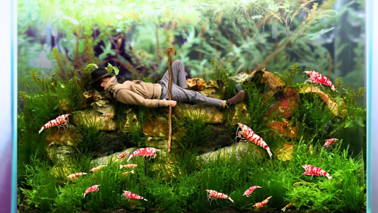 I Bult a Nano Tank for some Fancy Shrimp