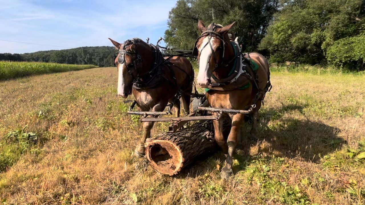 Advanced training drills for young draft horses. Part 2