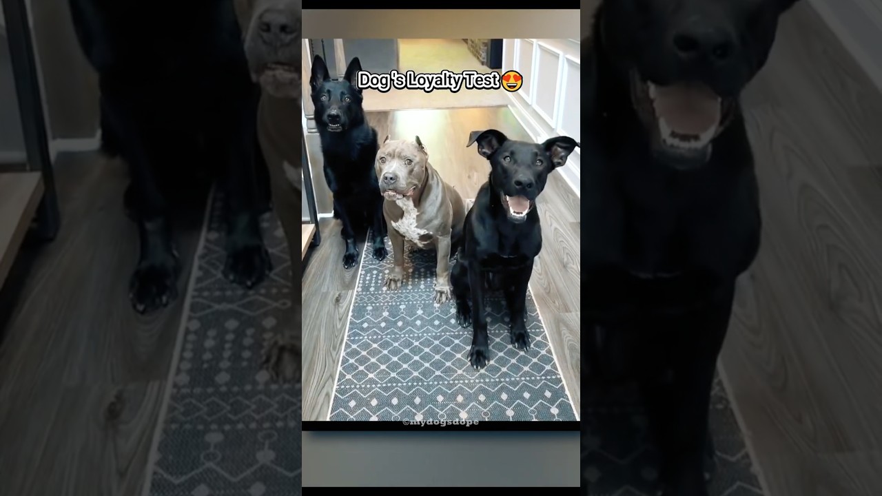 Which Dog Passed The Loyalty Test😍