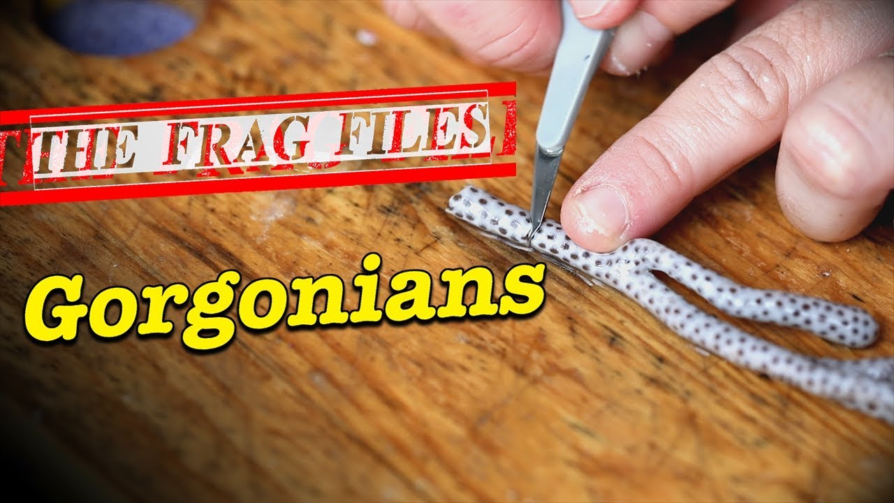 The Frag Files: Gorgonians --- Gallery Aquatica TV