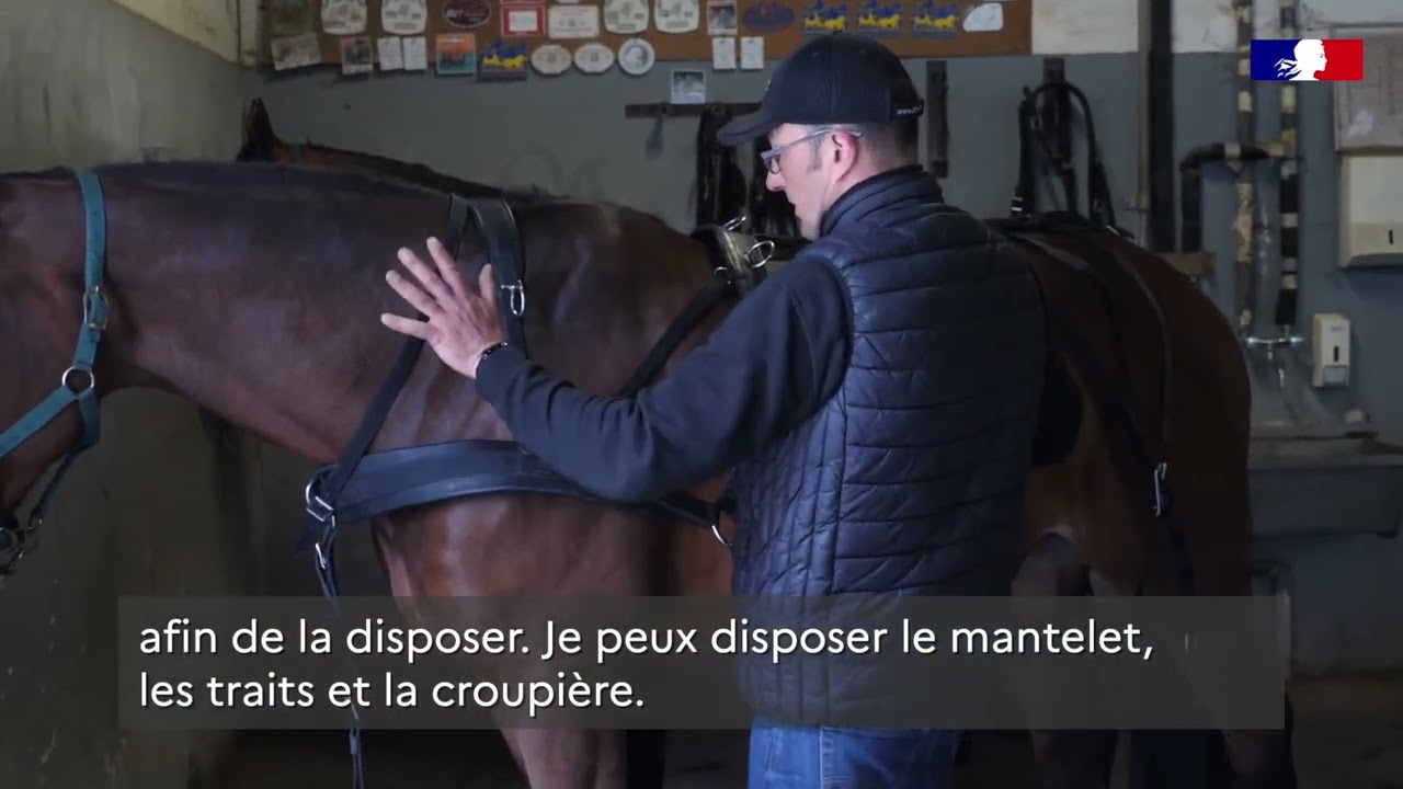 Attelage en paire - Harnacher les chevaux