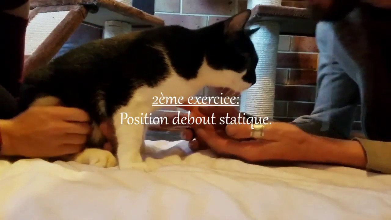 ►Bonny BatCat◄ Exercices de rééducation (partie 1)