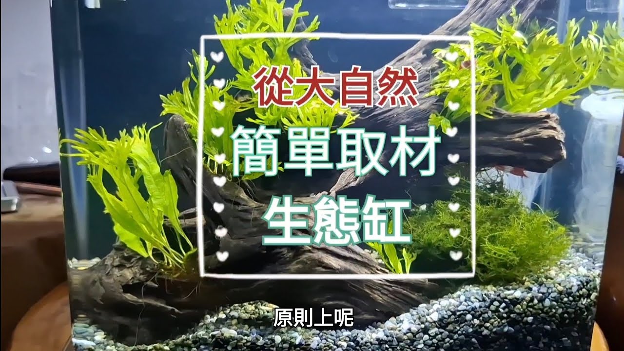 生態缸～從大自然免費取材